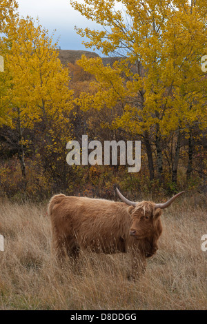 Highland Kuh in auwald von Prairie Grasland Stockfoto