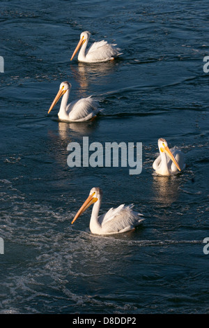 Vier weiße Pelikane (Pelecanus erythrorhynchos) auf dem Bow River entlang der Trans Canada Trail Stockfoto