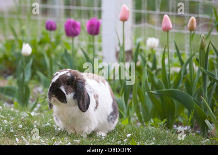 Holland LOP Haustierkaninchen draußen im Frühlinggarten Stockfoto
