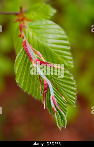 Frische junge, die Buche verlässt Schwellen- und unfurling im Frühling - Fagus Sylvatica, Buche europäischen/Common. Stockfoto