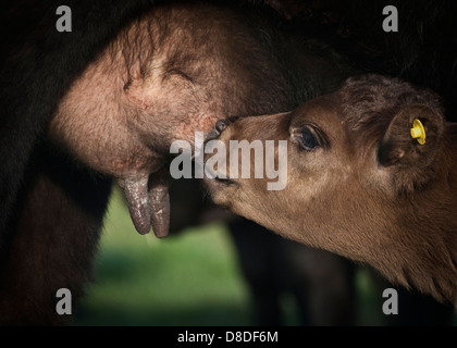 Aberdeen Angus Kalb Spanferkel Stockfoto