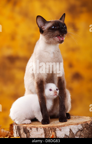 Klassische Siamkatze, Seal-Point, mit Kätzchen, Zimt-Punkt Stockfoto