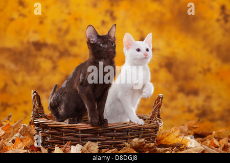 Orientalisch Kurzhaarkatze, Havanna und klassische Siamkatze, ausländische weiß / Schoko, Korb Stockfoto