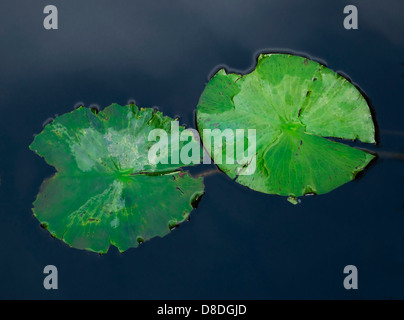 Wassertropfen auf grüne Lotusblatt Stockfoto