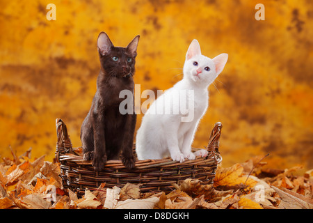 Orientalisch Kurzhaarkatze, Havanna und klassische Siamkatze, ausländische weiß / Schoko, Korb Stockfoto