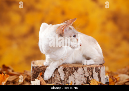 Siamkatze, Lilac-Tabby-Point-weiß | Siamkatze, Lilac-Tabby-Point-weiß / Siamesin Stockfoto