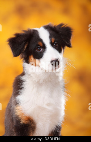 Australian Shepherd Welpen, 13 Wochen, Black-Tri | Australian Shepherd Welpe, 13 Wochen, Black-tri Stockfoto