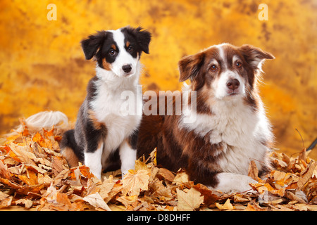 Australian Shepherd mit Welpen, 13 Wochen, Red-Tri und Black-Tri / Herbst Laub Stockfoto