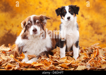 Australian Shepherd mit Welpen, 13 Wochen, Red-Tri und Black-Tri / Herbst Laub Stockfoto