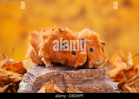 Abessinier Meerschweinchen, rot | Rosetten-Meerschweinchen, Rot / Rosettenmeerschweinchen Stockfoto