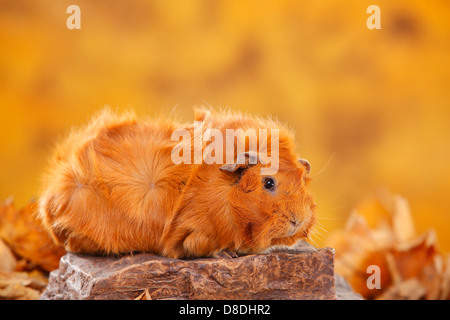 Abessinier Meerschweinchen, rot | Rosetten-Meerschweinchen, Rot / Rosettenmeerschweinchen Stockfoto