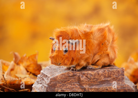 Abessinier Meerschweinchen, rot | Rosetten-Meerschweinchen, Rot / Rosettenmeerschweinchen Stockfoto