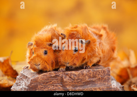 Abessinier Meerschweinchen, rot | Rosetten-Meerschweinchen, Rot / Rosettenmeerschweinchen Stockfoto