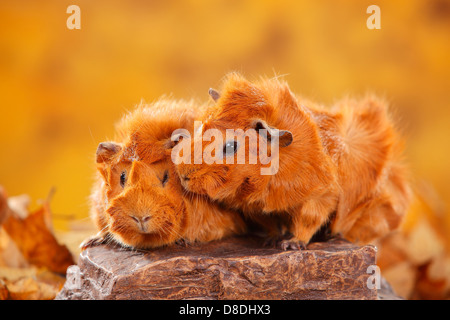 Abessinier Meerschweinchen, rot | Rosetten-Meerschweinchen, Rot / Rosettenmeerschweinchen Stockfoto