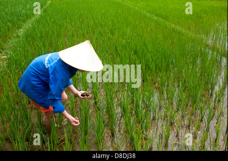 Sapa Region, Nord-Vietnam - Frau Ernte im Reisfeld Stockfoto