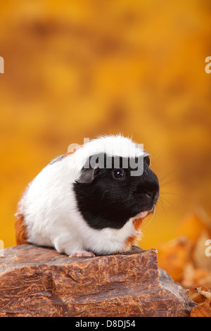 Englisch Crested Guinea Pig, Schildpatt-weiß | Englisch Crested Meerschweinchen, Schildpatt-Weiss / Schopfmeerschweinchen Stockfoto