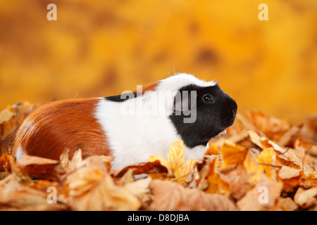 Englisch Crested Guinea Pig, Schildpatt-weiß | Englisch Crested Meerschweinchen, Schildpatt-Weiss / Schopfmeerschweinchen Stockfoto