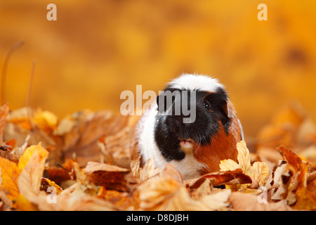 Englisch Crested Guinea Pig, Schildpatt-weiß | Englisch Crested Meerschweinchen, Schildpatt-Weiss / Schopfmeerschweinchen Stockfoto