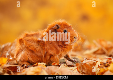 Abessinier Meerschweinchen, rot | Rosetten-Meerschweinchen, Rot / Rosettenmeerschweinchen Stockfoto