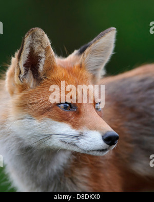 Rotfuchs Vulpes Vulpes, Lauvsnes, Norwegen Stockfoto