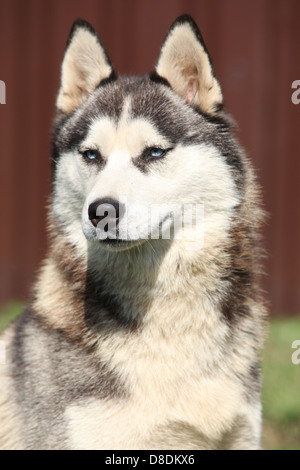 Porträt des Siberian Husky vor braunem Hintergrund Stockfoto