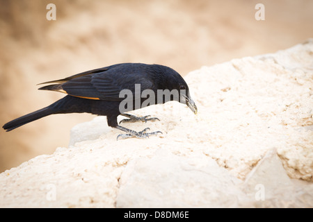 Tristram Starling (Tristram Grackle, Onychognathus Tristramii) in Masada. Israel Stockfoto