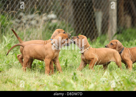 Rhodesian Ridgeback Welpen spielen mit einander Stockfoto