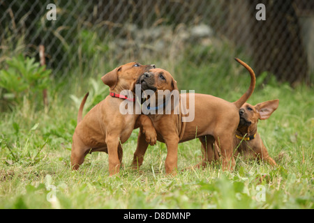 Rhodesian Ridgeback Welpen spielen mit einander Stockfoto