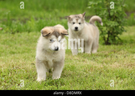 Zwei Alaskan Malamute Welpen stehen auf dem Rasen Stockfoto