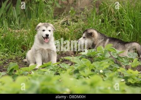 Zwei Alaskan Malamute Welpen sitzen und liegen auf den Garten Stockfoto