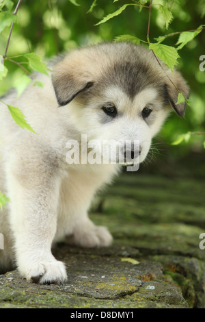 Schönen Alaskan Malamute Welpen klettert unter die Zweige der Birke Stockfoto