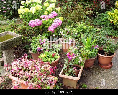 Hortensien mit Containern der Fuchsien auf der Terrasse wachsen in einem organischen Garten Sussex UK Stockfoto