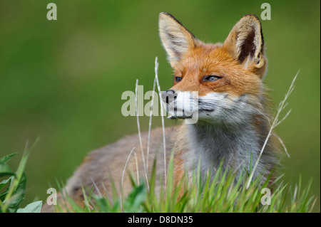 Rotfuchs Vulpes Vulpes, Lauvsnes, Norwegen Stockfoto