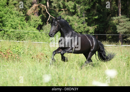 Schöne schwarze Friesen Hengst läuft vor dem Wald Stockfoto