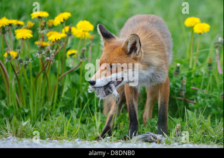 Rotfuchs Vulpes Vulpes, Lauvsnes, Norwegen Stockfoto