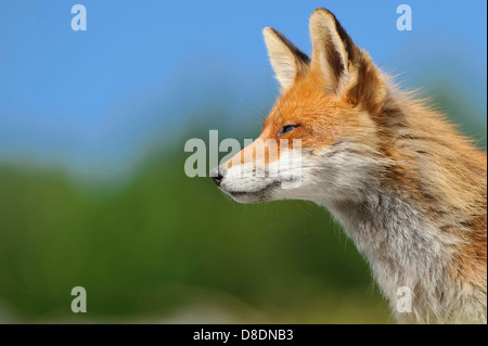 Rotfuchs Vulpes Vulpes, Lauvsnes, Norwegen Stockfoto