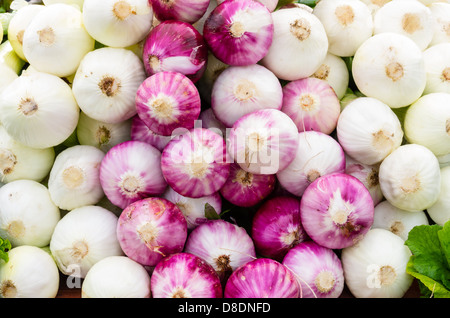 Frisch geerntete rote Zwiebeln auf dem Display auf dem Bauernmarkt Stockfoto