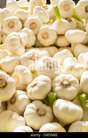 Frisch geerntete Knoblauchzehen auf dem Display auf dem Bauernmarkt Stockfoto