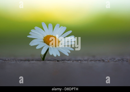 Einzelne Daisy Blume im Beton. Stockfoto