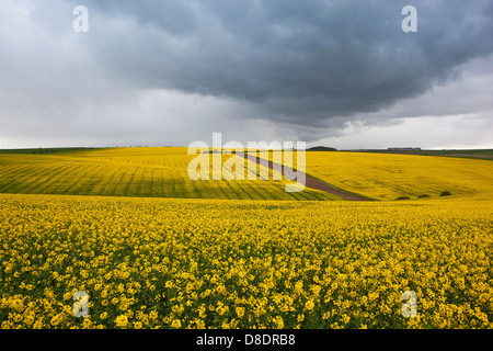 Dunklen Gewitterhimmel über gelben Raps-Blüten in der Agrarlandschaft die Yorkshire Wolds, England im Frühling. Stockfoto