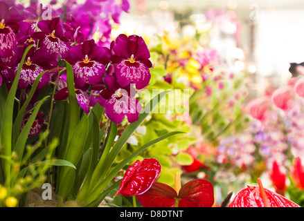 Bunte und dekorative Sammlung von Orchidee blüht und Anthurium Stockfoto