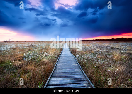 Holzweg am Sumpf mit blühenden Cottograss bei Sonnenuntergang Stockfoto