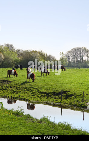 Niederländische Belted oder Lakenvelder Kühe - eine alte und seltene Rasse der niederländischen Milchvieh - Beweidung auf Feld im Frühjahr Stockfoto