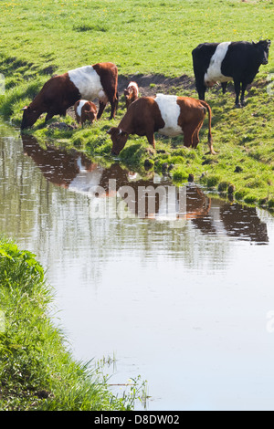 Niederländische Belted oder Lakenvelder Kühe - eine alte und seltene Rasse der niederländischen Milchvieh - mit Kälbern im Bereich Trinkwasser Stockfoto