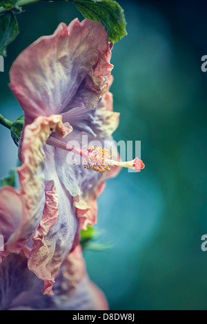 Dixieland Hibiscus eine Gattung von Blütenpflanzen in der Malve Familie Malvaceae. Stockfoto