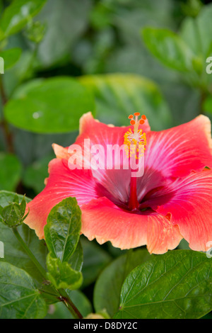 Alabama, Theodore in der Nähe von Mobile. Historische Bellingrath Gardens und Zuhause. Hibiskusblüte. Stockfoto