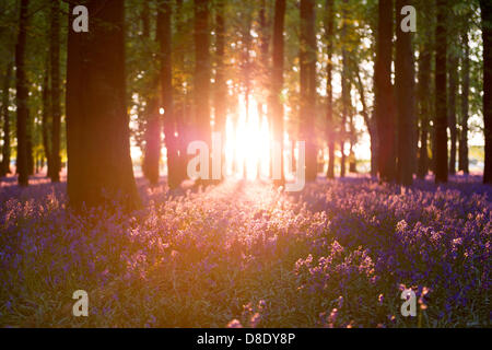 ASHRIDGE ESTATE, UK. 26. Mai 2013. Ein Goldener Sonnenuntergang leuchtet der Bluebell Woods. Bildnachweis: Polly Thomas/Alamy Live-Nachrichten Stockfoto