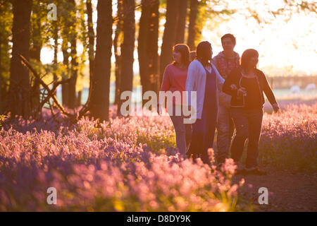 ASHRIDGE ESTATE, UK. 26. Mai 2013. Ein Goldener Sonnenuntergang leuchtet der Bluebell Woods. Eine Gruppe von Jugendlichen gehen unter die Glockenblumen. Bildnachweis: Polly Thomas/Alamy Live-Nachrichten Stockfoto