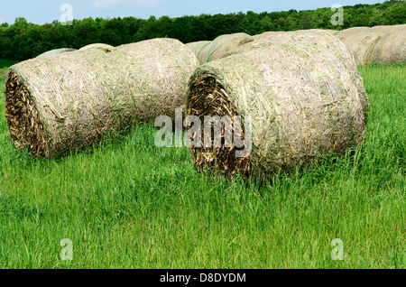 Bereich der Heuballen auf ländlichen Bauernhof In Finger Lakes Region of NY US. Stockfoto