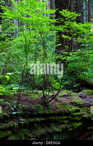 Ein verwesender umgestürzter Baum, neues Wachstum in einem gemäßigten Regenwald Leben gibt Stockfoto